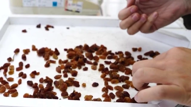 Üreticilerden TMO’ya kuru üzüm alımı teşekkürü