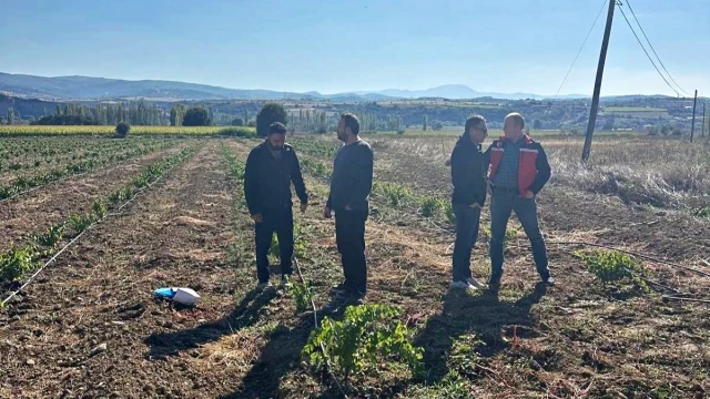 Uşak’ta yedi çeşit asma anacı kontrol edildi