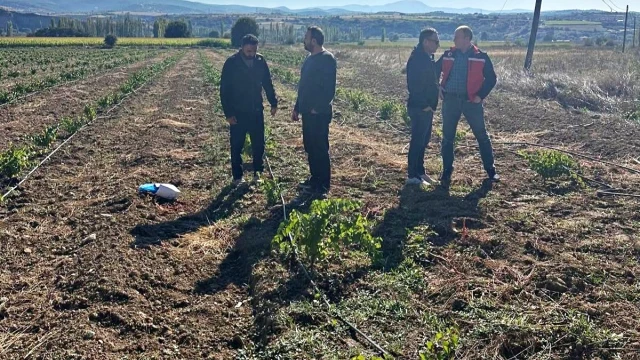 Uşak’ta yedi çeşit asma anacı kontrol edildi — Fotoğraf 1