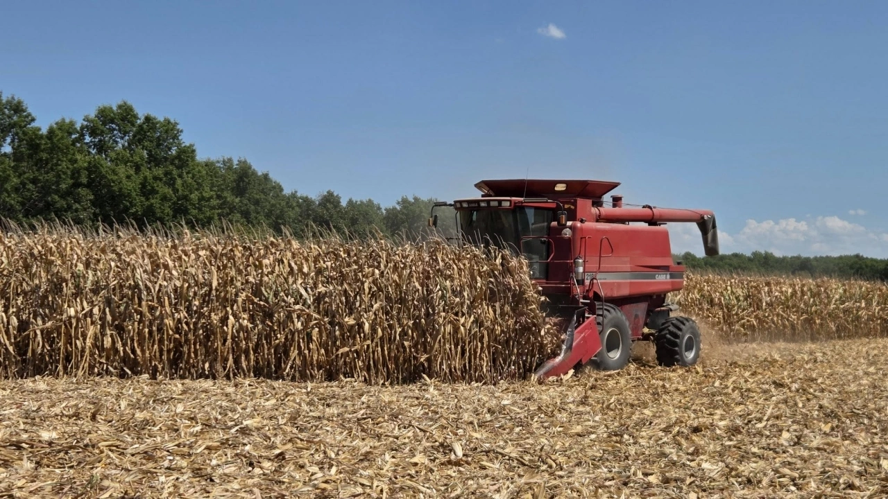 USDA, ABD’nin mısır üretim tahminini düzeltti
