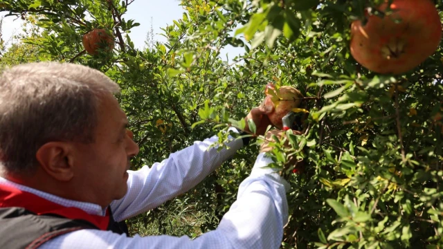 Vali Şıldak: “Suruç narı, ilçemizin sembollerinden” — Fotoğraf 1
