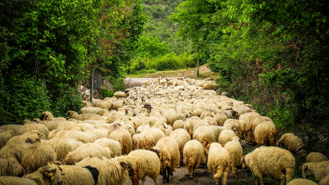 Yetiştiricilere %90 Hibeli Yerli Karayaka Koyunu Verilecek