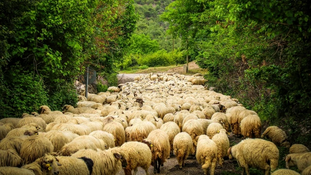 Yetiştiricilere %90 Hibeli Yerli Karayaka Koyunu Verilecek