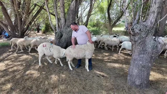 Ziraat Mühendisi Köyüne Döndü, Koyunculuğa Yöneldi — Fotoğraf 4