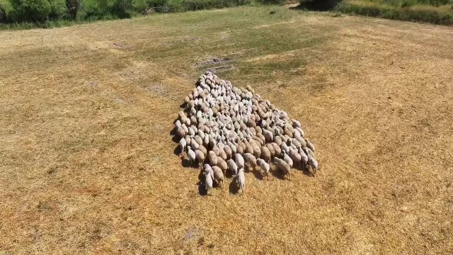 Ziraat Mühendisi Köyüne Döndü, Koyunculuğa Yöneldi — Fotoğraf 6