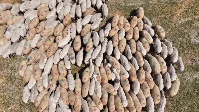 Ziraat Mühendisi Köyüne Döndü, Koyunculuğa Yöneldi — Fotoğraf 7