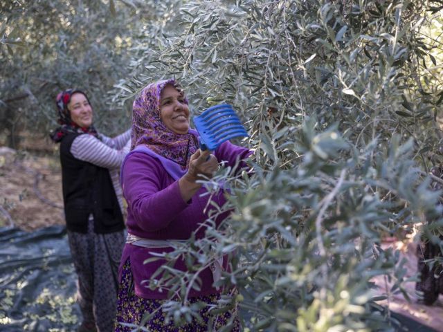 Mersin Büyükşehir’in zeytin fidanları üreticilere kazanç sağladı