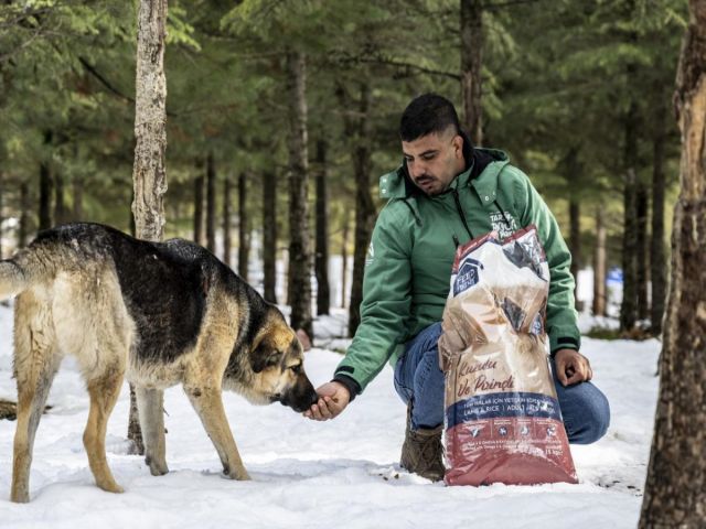Mersin Büyükşehir, Tarsus Karboğazı’nda yılkı atlarını besledi