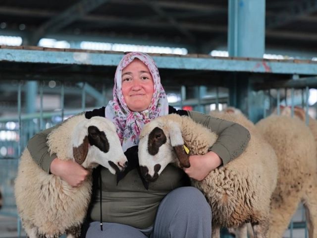 Denizli Büyükşehir 572 üreticiye koyun-koç desteği verdi