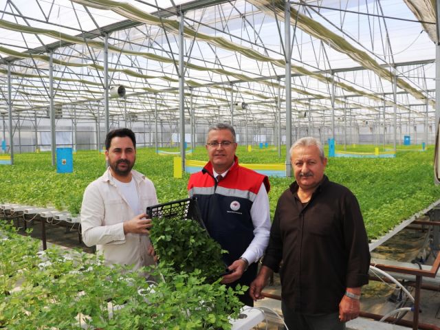 Samsun’da Su Kültürü ile Maydanoz Veriminde Rekor Artış