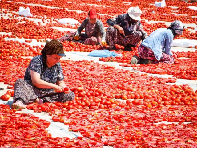 Torbalı’da Kuru Domates Hasadı: Tarladan İhracata Uzanan Emek