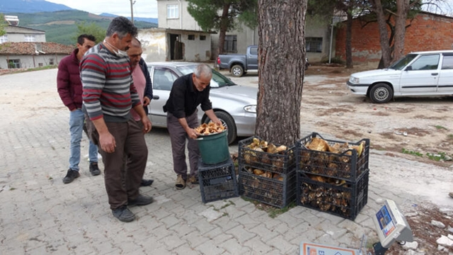 Ayı mantarı köylünün gelir kapısı oldu! Kilosu 25 TL...