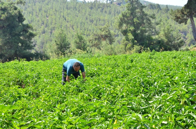 Denizli’de Tescilli Kale Biberi’nin Hasadı Devam Ediyor