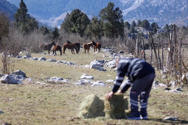 Antalya'da Yılkı Atlarına Büyükşehir Şefkati