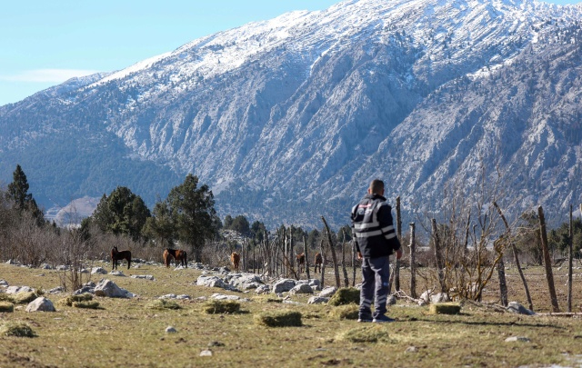 Antalya'da Yılkı Atlarına Büyükşehir Şefkati