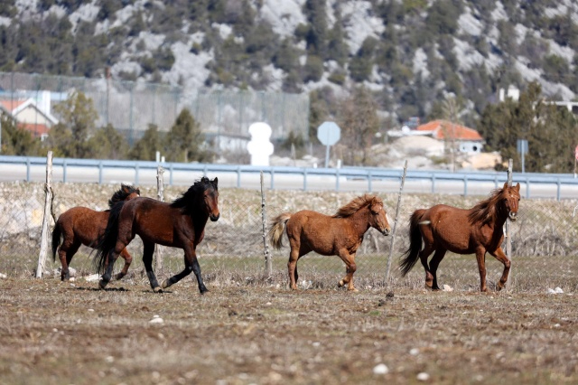 Antalya'da Yılkı Atlarına Büyükşehir Şefkati