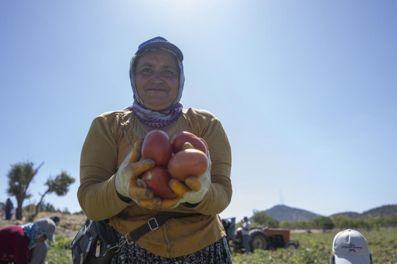Mersin Büyükşehir çiftçiye yüzde 70 hibeli domates fidesi verdi