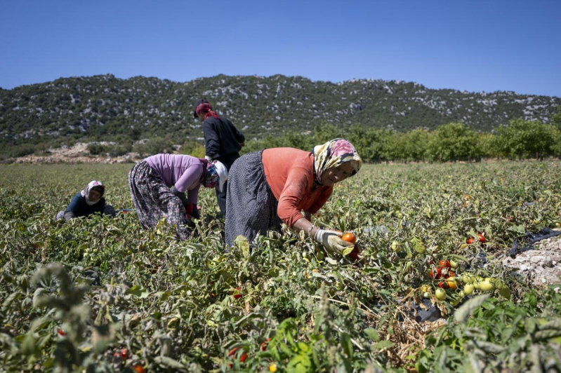 Mersin Büyükşehir çiftçiye yüzde 70 hibeli domates fidesi verdi