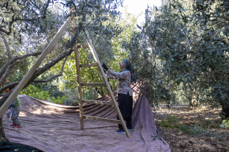 Mersin Büyükşehir’in zeytin fidanları üreticilere kazanç sağladı