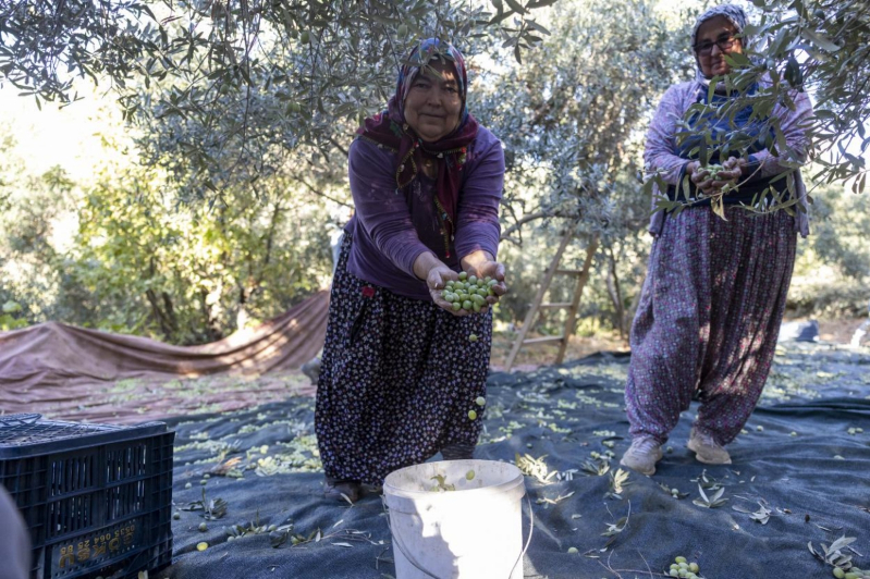 Mersin Büyükşehir’in zeytin fidanları üreticilere kazanç sağladı