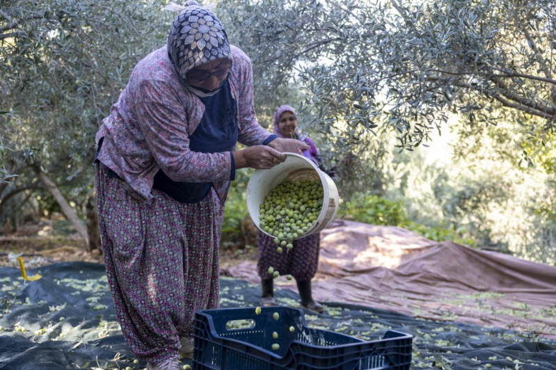Mersin Büyükşehir’in zeytin fidanları üreticilere kazanç sağladı