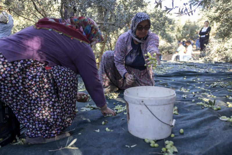 Mersin Büyükşehir’in zeytin fidanları üreticilere kazanç sağladı