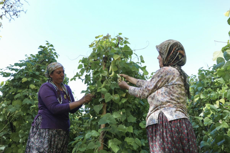 Mersin Büyükşehir, Gülnar’da Leklek Fasulyesi tohum desteği verdi