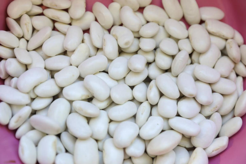 Mersin Büyükşehir, Gülnar’da Leklek Fasulyesi tohum desteği verdi