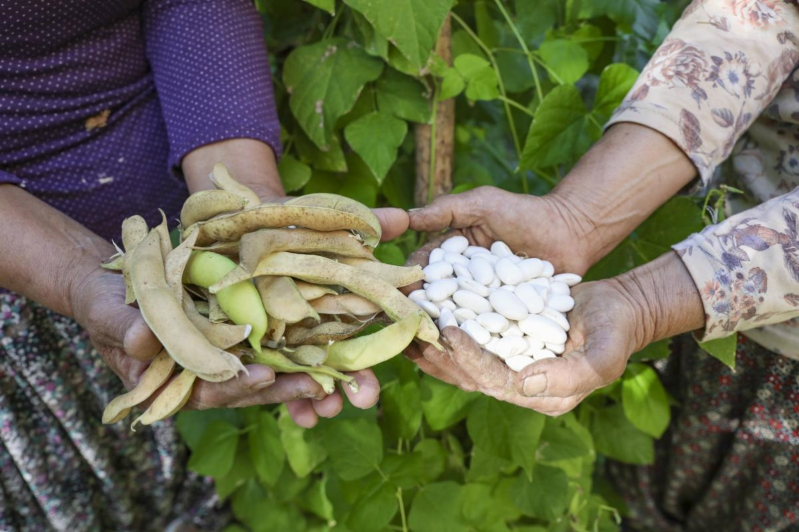 Mersin Büyükşehir, Gülnar’da Leklek Fasulyesi tohum desteği verdi