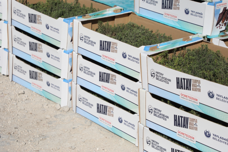 Hatay Büyükşehir, Yayladağı’nda aromatik bitki fideleri dağıttı
