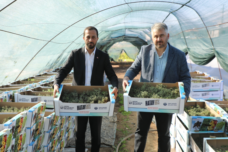 Hatay Büyükşehir, Yayladağı’nda aromatik bitki fideleri dağıttı
