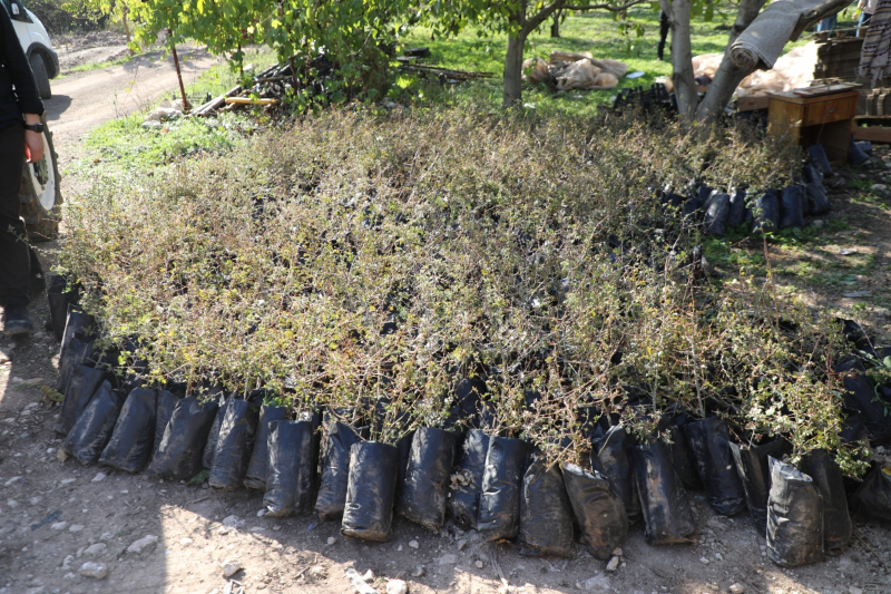 Hatay Büyükşehir, Yayladağı’nda aromatik bitki fideleri dağıttı