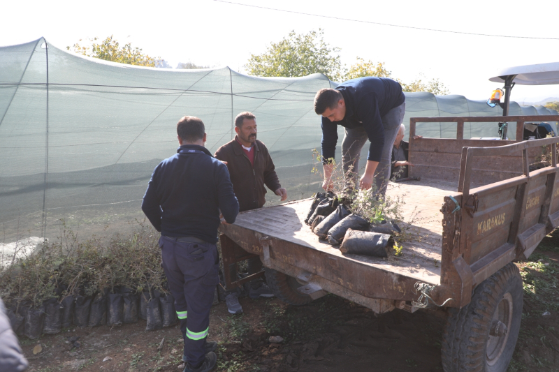 Hatay Büyükşehir, Yayladağı’nda aromatik bitki fideleri dağıttı
