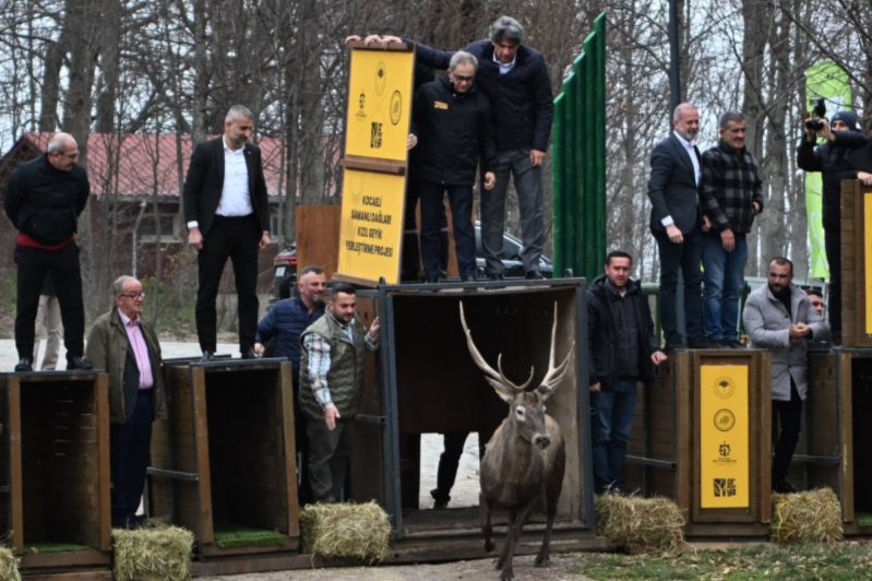 Kocaeli Büyükşehir 8 kızıl geyiği Kuzuyayla’da doğaya saldı