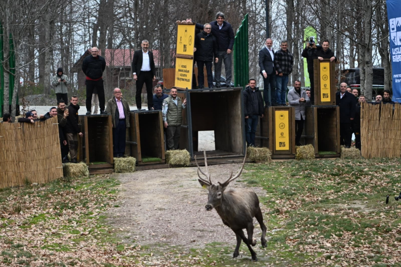 Kocaeli Büyükşehir 8 kızıl geyiği Kuzuyayla’da doğaya saldı