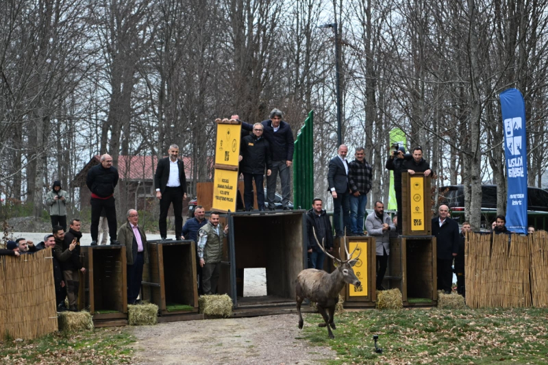 Kocaeli Büyükşehir 8 kızıl geyiği Kuzuyayla’da doğaya saldı