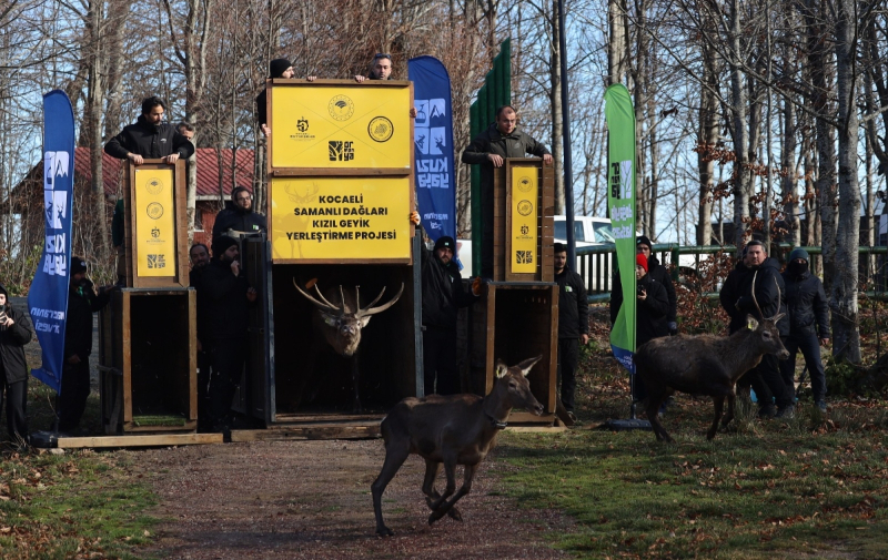 Kocaeli Büyükşehir 8 kızıl geyiği Kuzuyayla’da doğaya saldı