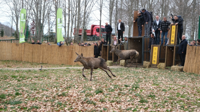 Kocaeli Büyükşehir 8 kızıl geyiği Kuzuyayla’da doğaya saldı