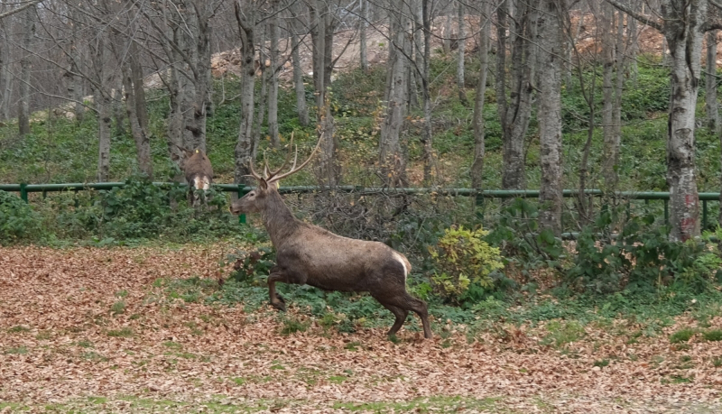 Kocaeli Büyükşehir 8 kızıl geyiği Kuzuyayla’da doğaya saldı