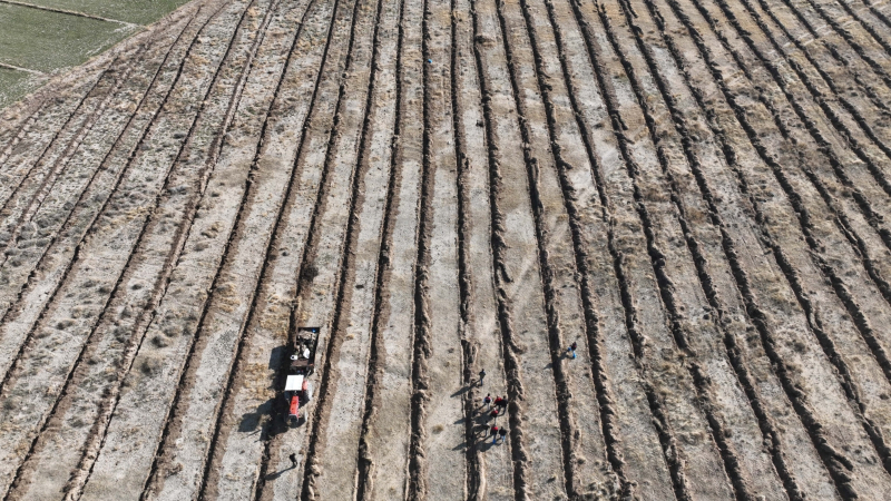 Kayseri İl Tarım ve Orman Müdürlüğü Develi’de Tuz Çalısı Dikti