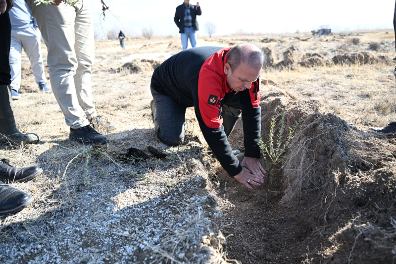 Kayseri İl Tarım ve Orman Müdürlüğü Develi’de Tuz Çalısı Dikti