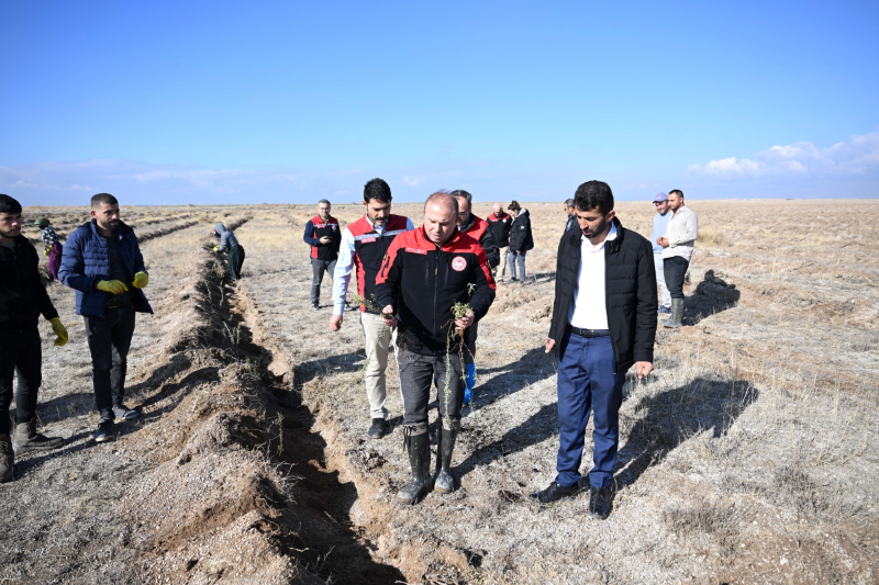 Kayseri İl Tarım ve Orman Müdürlüğü Develi’de Tuz Çalısı Dikti