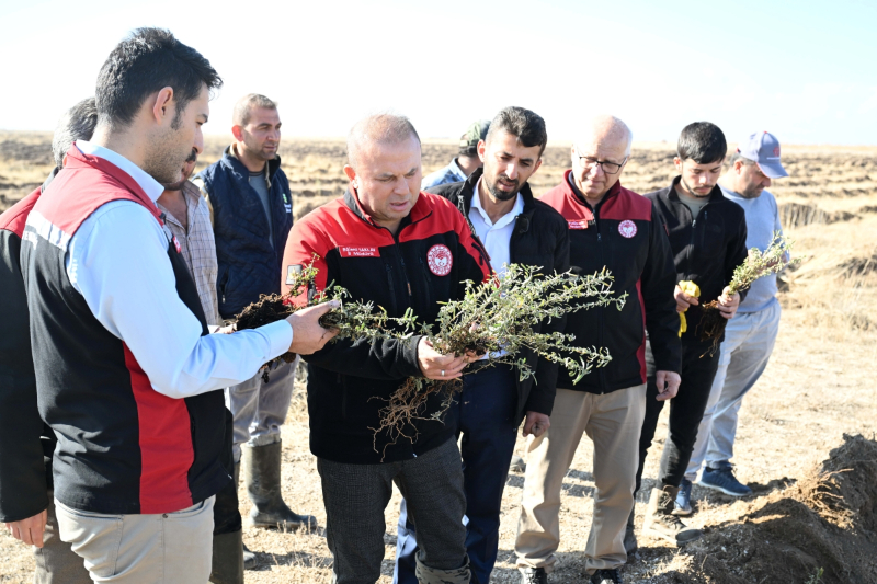 Kayseri İl Tarım ve Orman Müdürlüğü Develi’de Tuz Çalısı Dikti