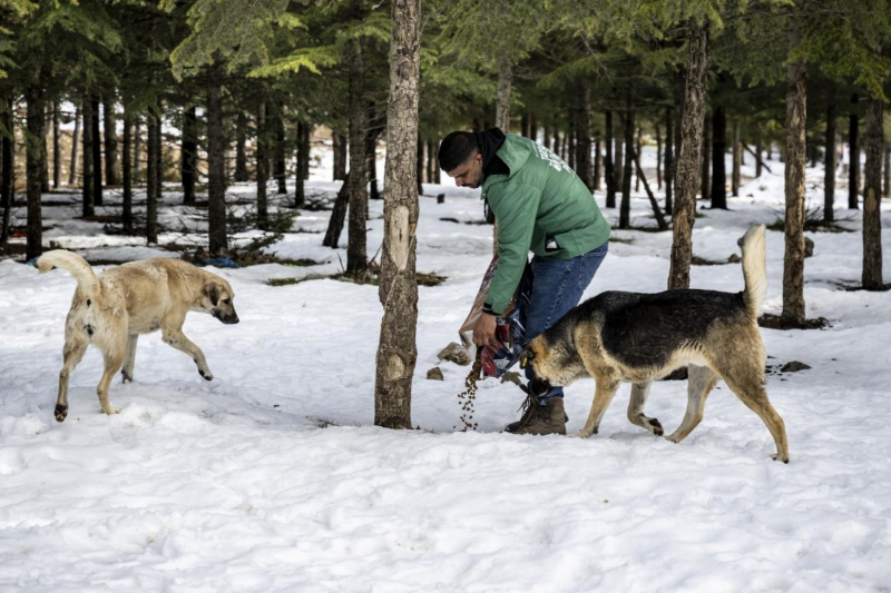 Mersin Büyükşehir, Tarsus Karboğazı’nda yılkı atlarını besledi