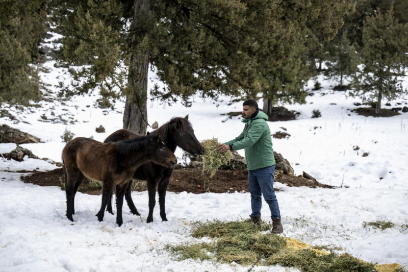 Mersin Büyükşehir, Tarsus Karboğazı’nda yılkı atlarını besledi