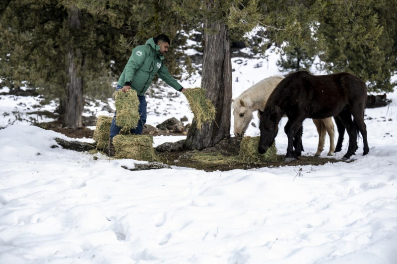 Mersin Büyükşehir, Tarsus Karboğazı’nda yılkı atlarını besledi