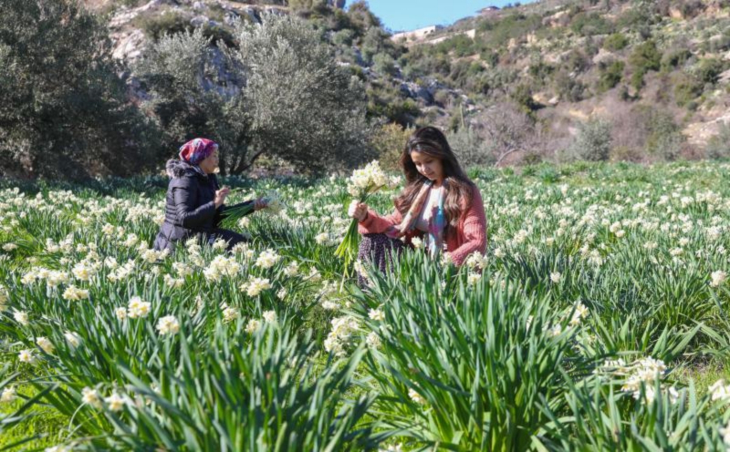 Mersin Büyükşehirden Tarsus’ta Nergis Soğanı Dağıtımını Destekliyor