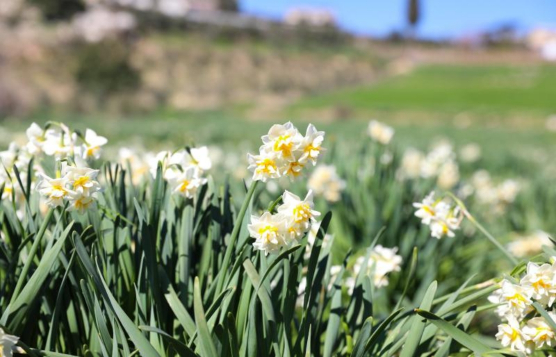 Mersin Büyükşehirden Tarsus’ta Nergis Soğanı Dağıtımını Destekliyor