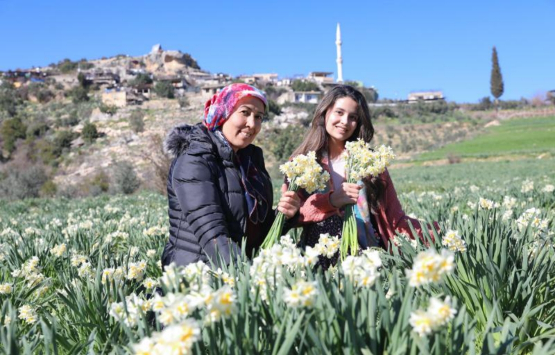 Mersin Büyükşehirden Tarsus’ta Nergis Soğanı Dağıtımını Destekliyor
