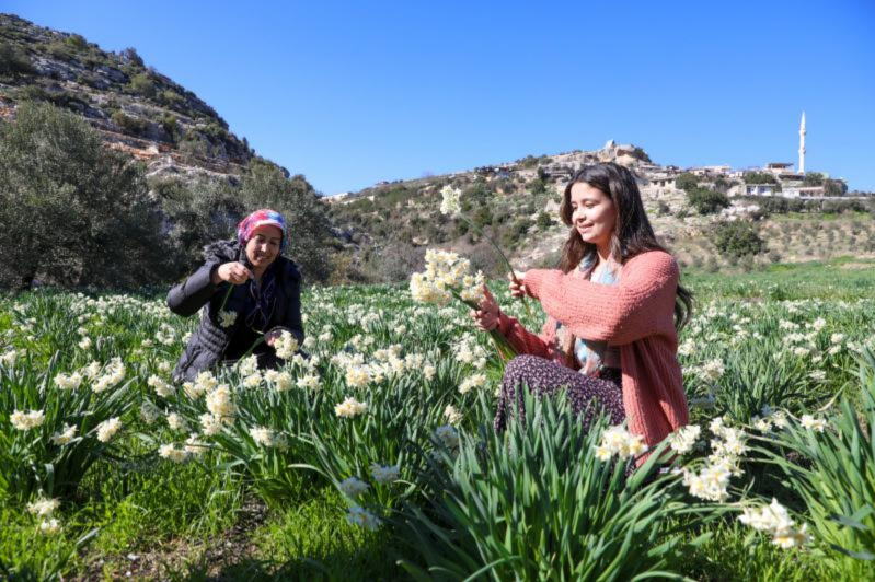 Mersin Büyükşehirden Tarsus’ta Nergis Soğanı Dağıtımını Destekliyor
